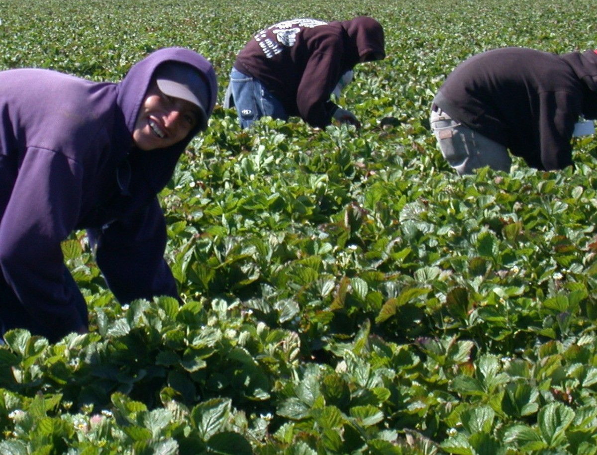 Seasonal Workers for Tenderstem Broccoli Harvest